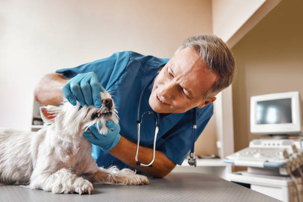 Best Emergency X-Rays and Diagnostics in Hebron, NE